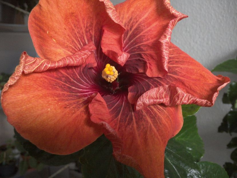 WIN_20170223_122847 - Tahitian Dark Congo