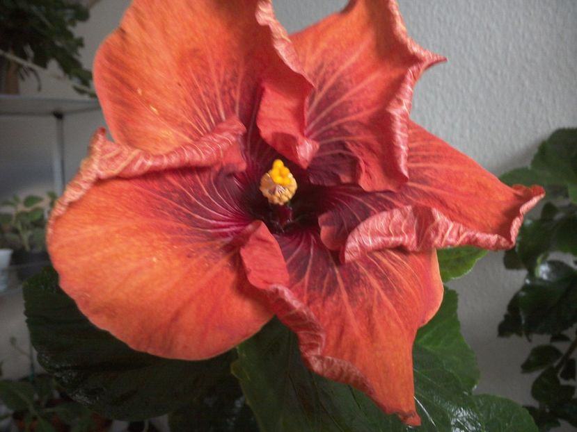 WIN_20170223_122851 - Tahitian Dark Congo