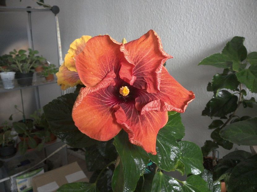 WIN_20170223_122902 - Tahitian Dark Congo