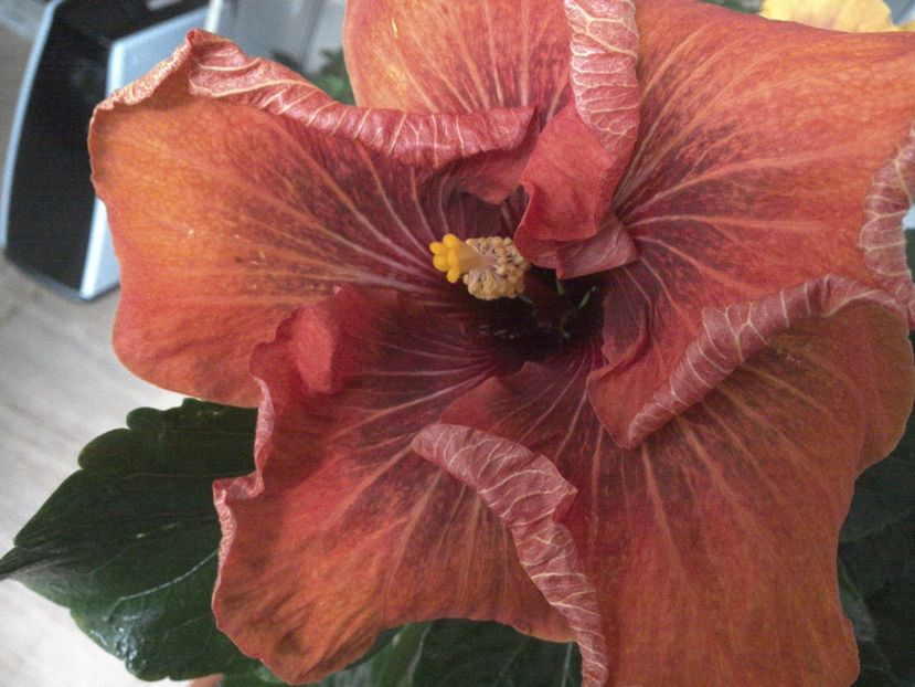 WIN_20170223_122926 - Tahitian Dark Congo