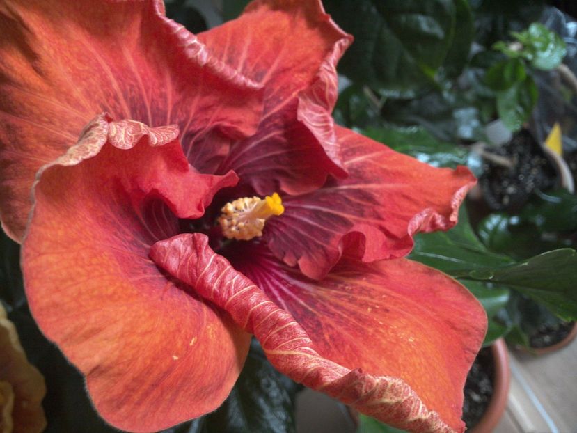 WIN_20170223_122936 - Tahitian Dark Congo