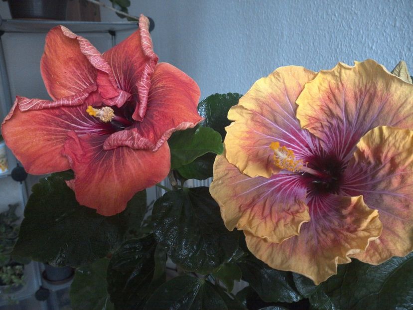 WIN_20170223_122604 - 02Hibiscus
