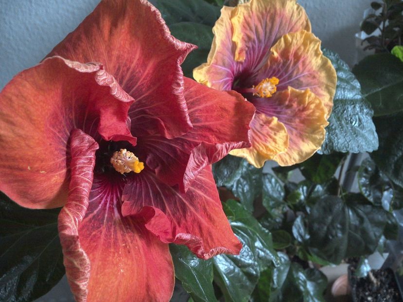 WIN_20170223_122628 - 02Hibiscus