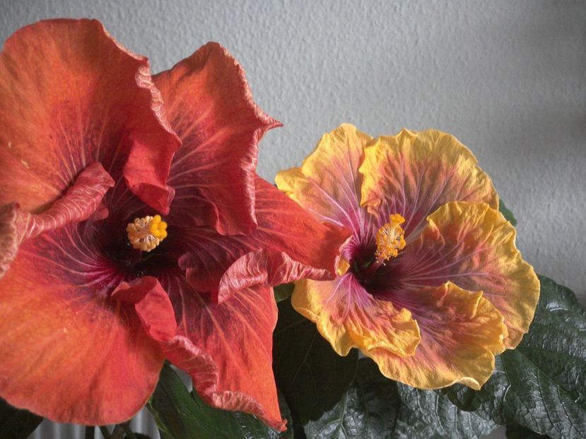 WIN_20170223_122738 - 02Hibiscus