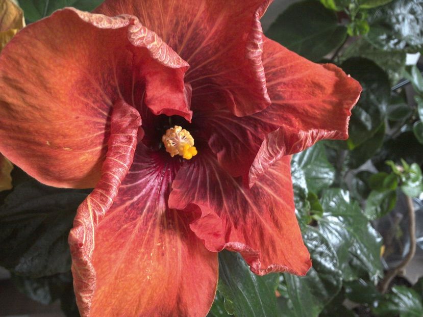 WIN_20170223_123028 - 02Hibiscus
