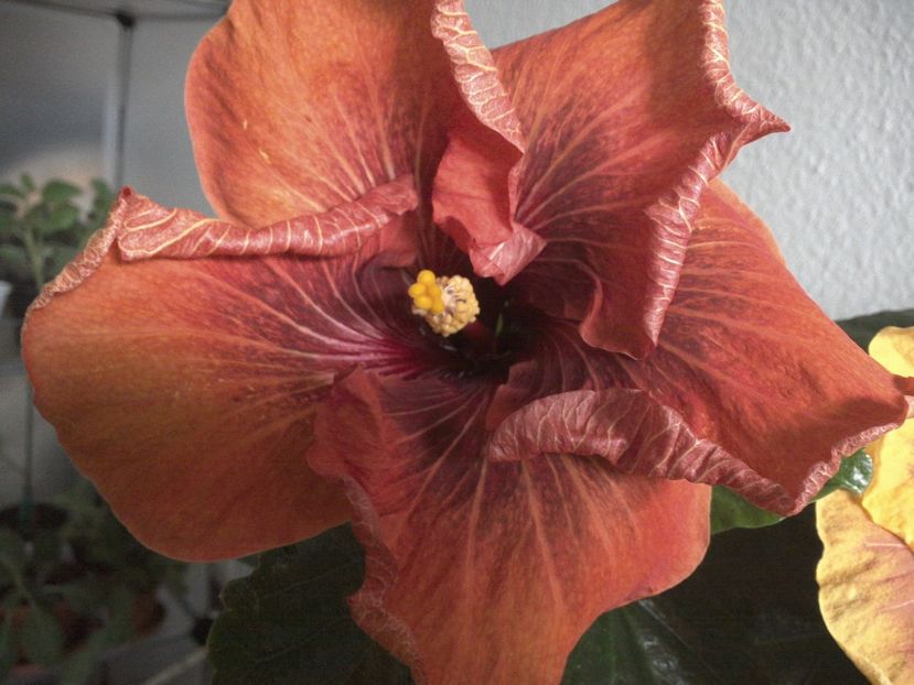 WIN_20170223_122538 - 02Hibiscus