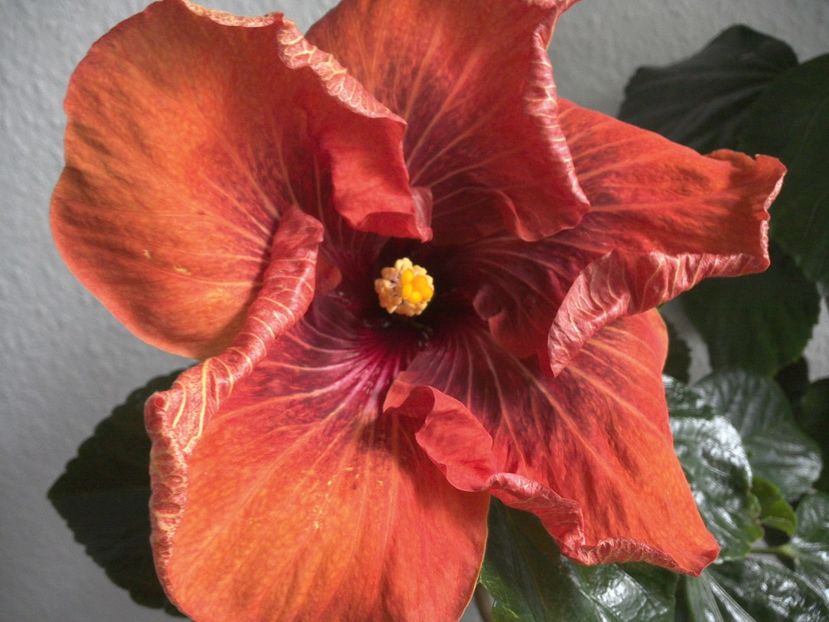 WIN_20170223_123229 - 02Hibiscus