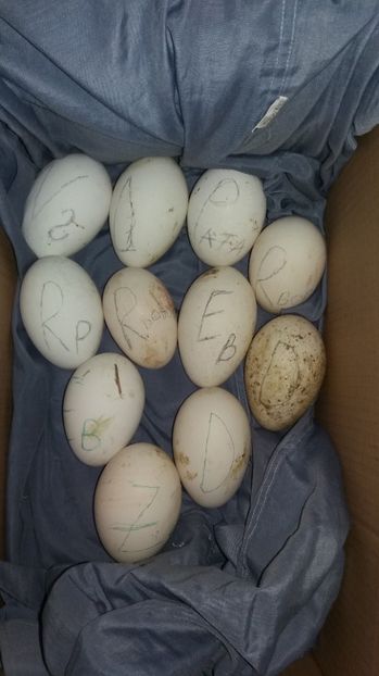  - Gaste romanesti 2017 boboci de vanzare la doua saptamani