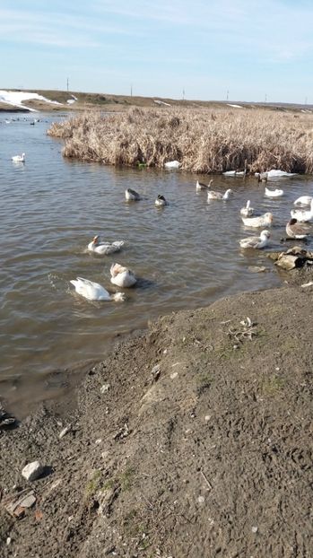  - Gaste romanesti 2017 boboci de vanzare la doua saptamani