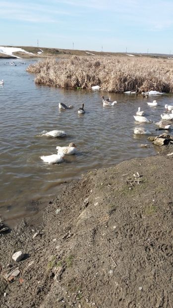  - Gaste romanesti 2017 boboci de vanzare la doua saptamani