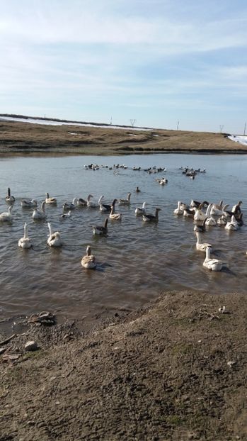  - Gaste romanesti 2017 boboci de vanzare la doua saptamani