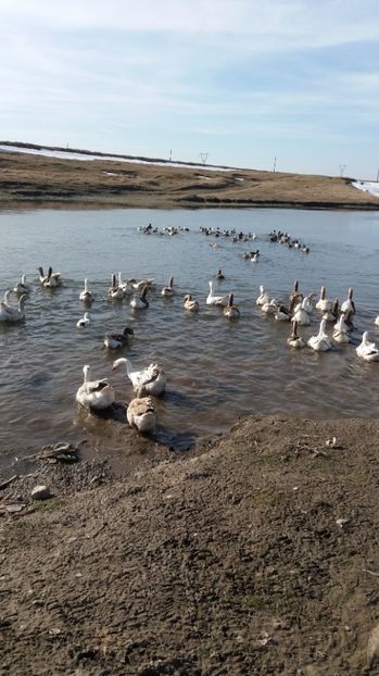  - Gaste romanesti 2017 boboci de vanzare la doua saptamani