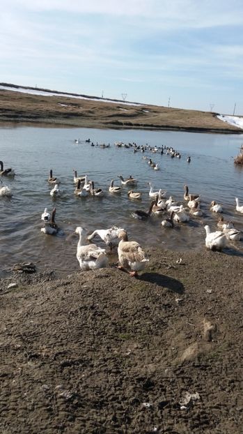  - Gaste romanesti 2017 boboci de vanzare la doua saptamani