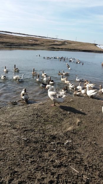  - Gaste romanesti 2017 boboci de vanzare la doua saptamani