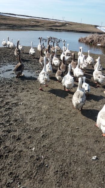  - Gaste romanesti 2017 boboci de vanzare la doua saptamani