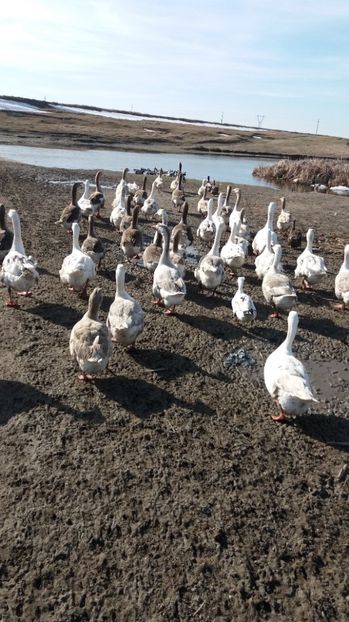  - Gaste romanesti 2017 boboci de vanzare la doua saptamani