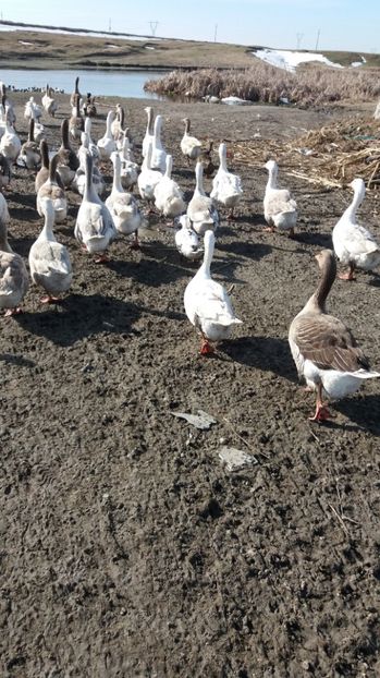  - Gaste romanesti 2017 boboci de vanzare la doua saptamani