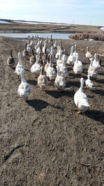  - Gaste romanesti 2017 boboci de vanzare la doua saptamani