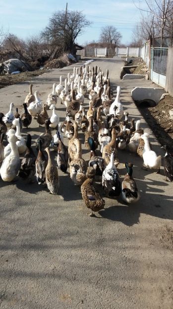  - Gaste romanesti 2017 boboci de vanzare la doua saptamani