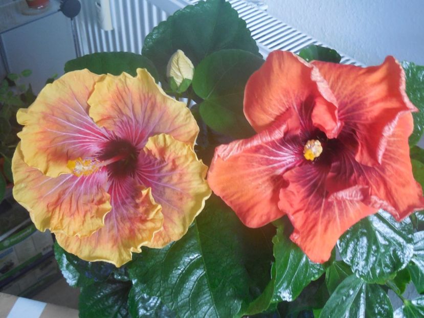  - 02Hibiscus