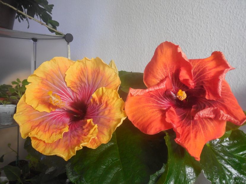  - 02Hibiscus