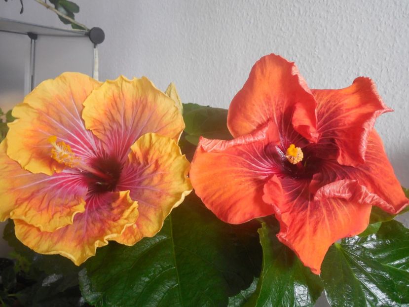  - 02Hibiscus