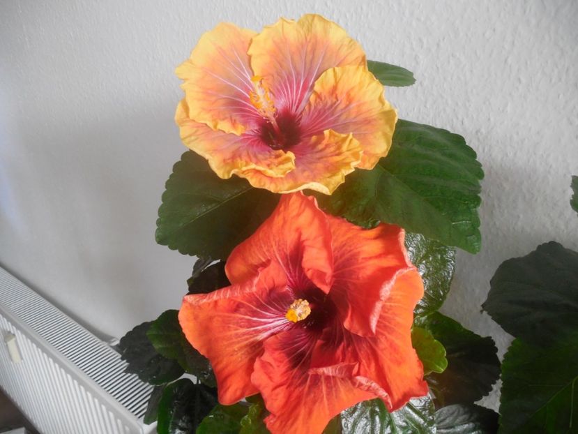  - 02Hibiscus