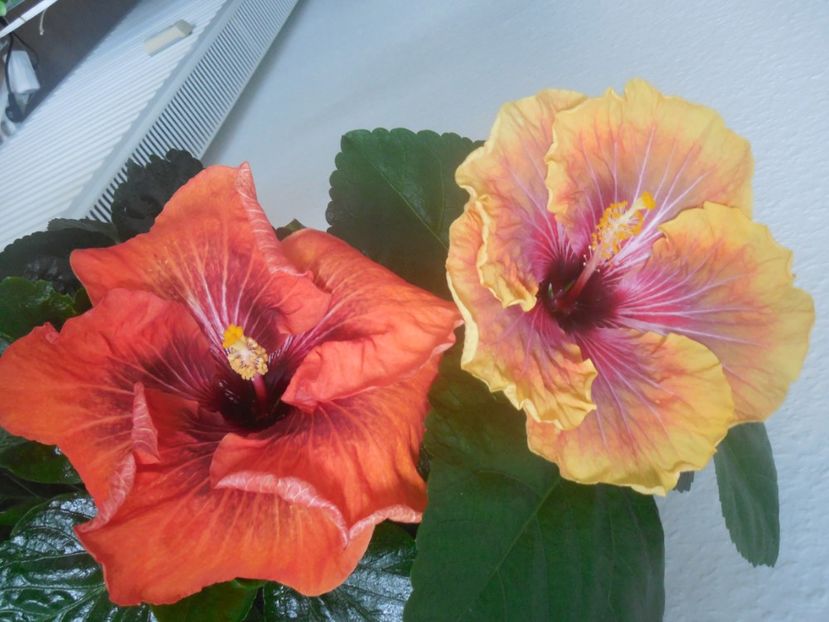  - 02Hibiscus