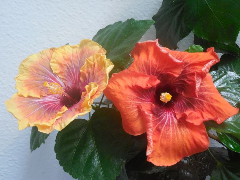  - 02Hibiscus