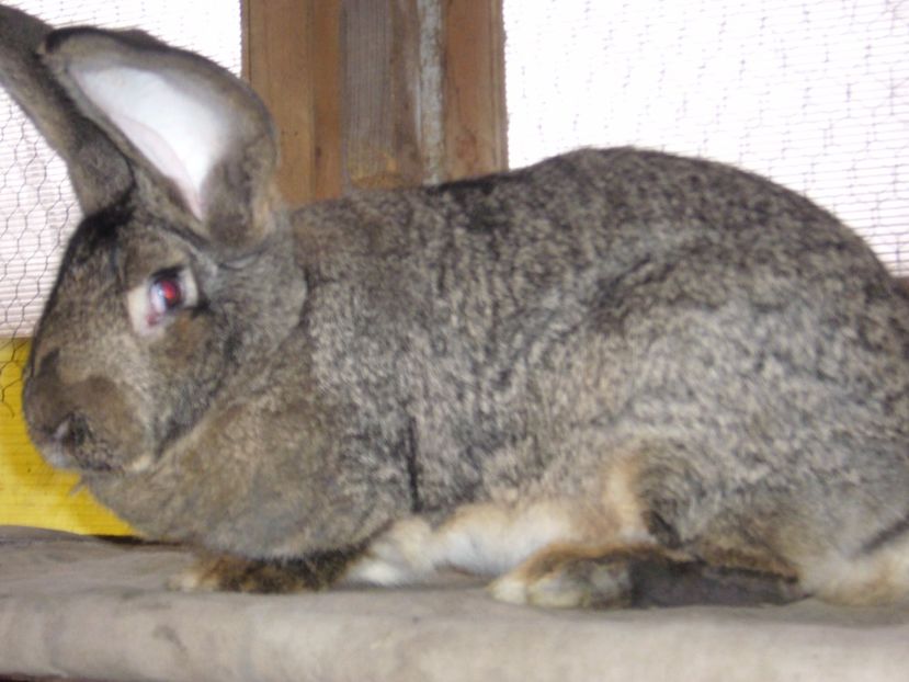 P1180669 - iepuri urias germani de vanzare