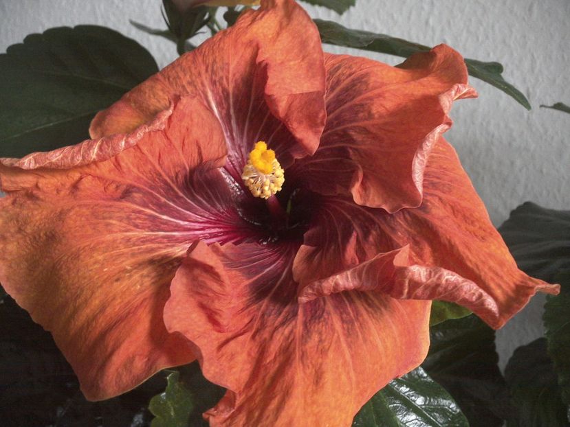 WIN_20170223_152752 - Tahitian Dark Congo