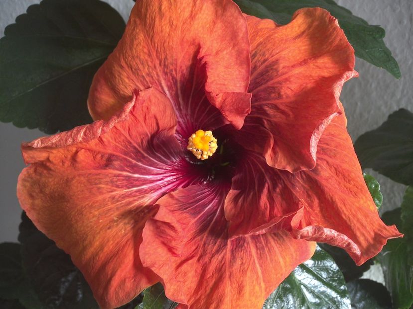 WIN_20170223_154237 - 02Hibiscus