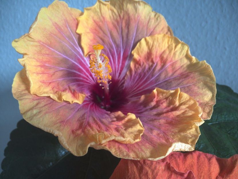 WIN_20170223_154250 - Jolanda Gommer