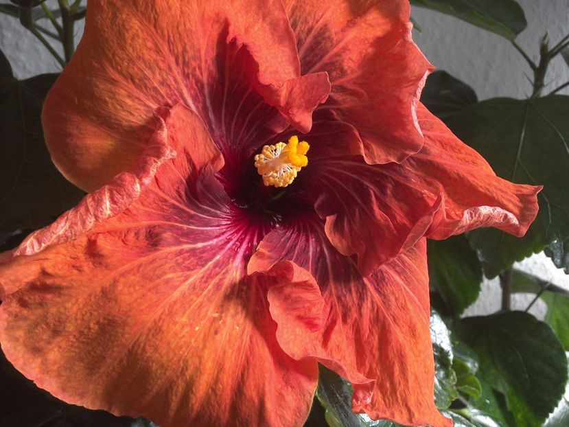 WIN_20170223_154301 - 02Hibiscus