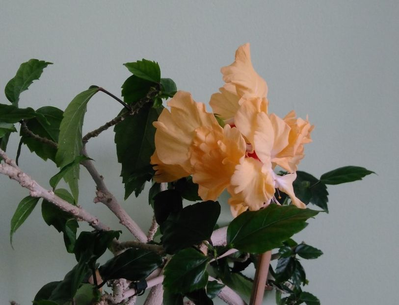  - Hibiscusi 2017 - 2018