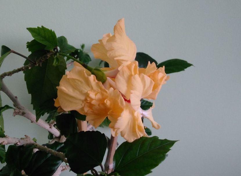  - Hibiscusi 2017 - 2018