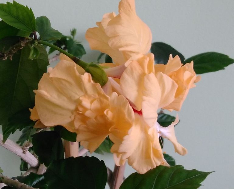  - Hibiscusi 2017 - 2018