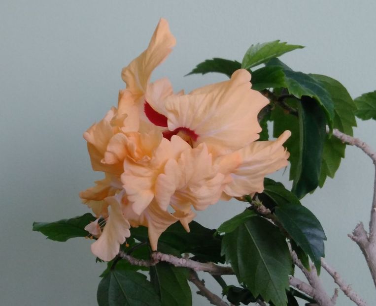  - Hibiscusi 2017 - 2018