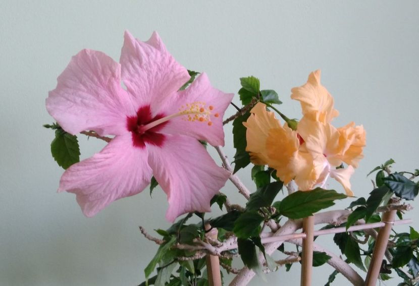  - Hibiscusi 2017 - 2018