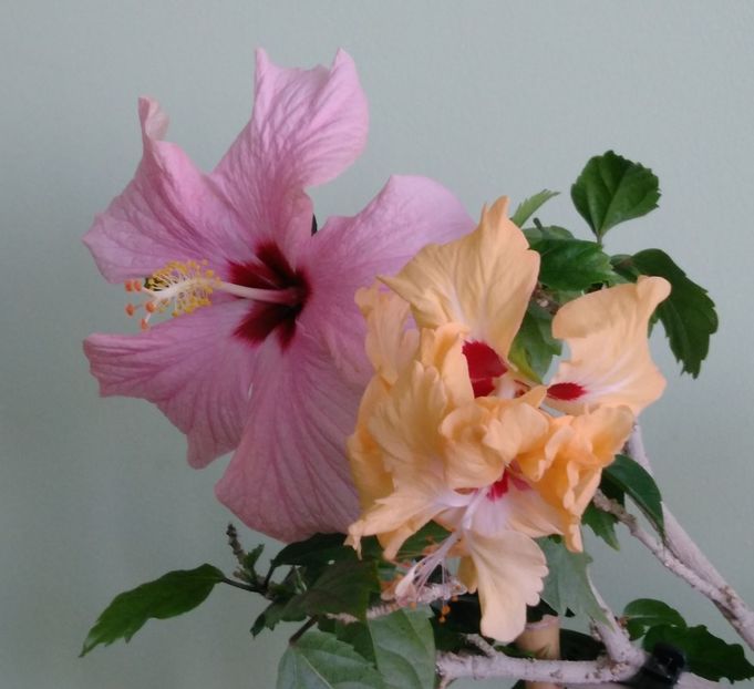  - Hibiscusi 2017 - 2018