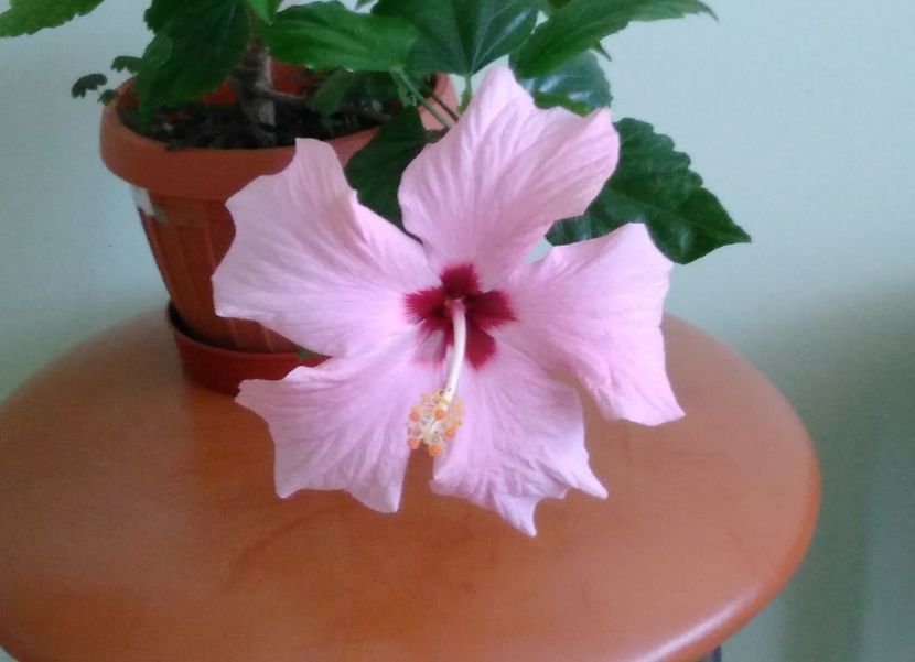  - Hibiscusi 2017 - 2018