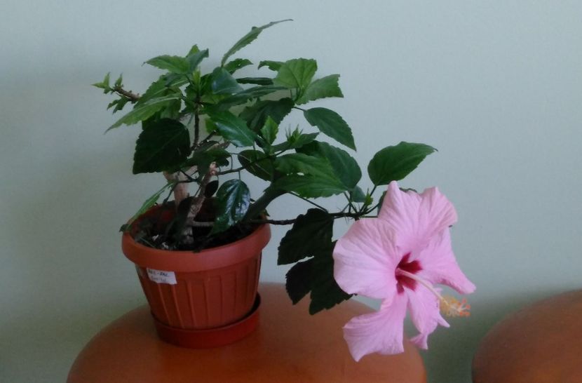  - Hibiscusi 2017 - 2018