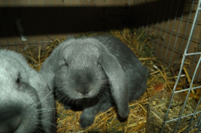 SAM_8645 - BG albastru 3 luni