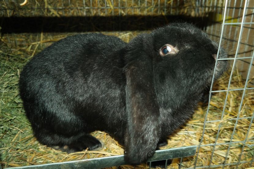 SAM_8642 - iepurii mei 23-02-2017