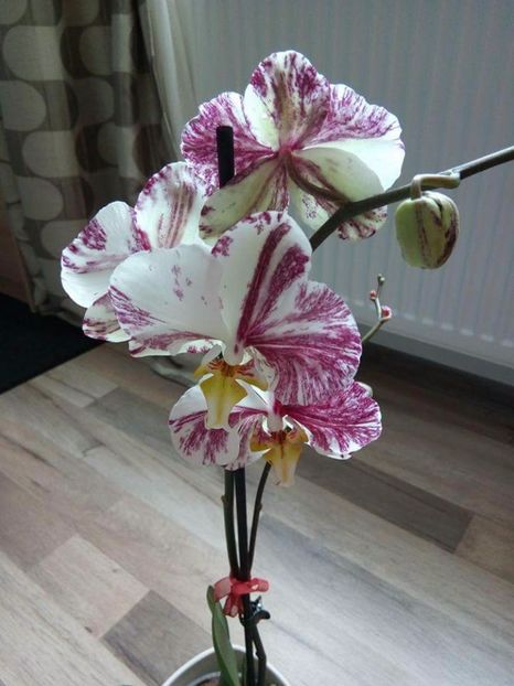  - florile mele dragi