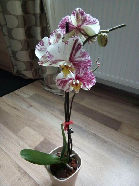  - florile mele dragi