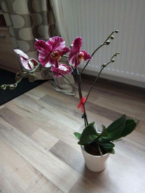  - florile mele dragi