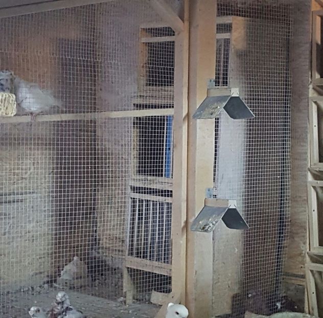  - 15_VOLIERA PORUMBEILOR