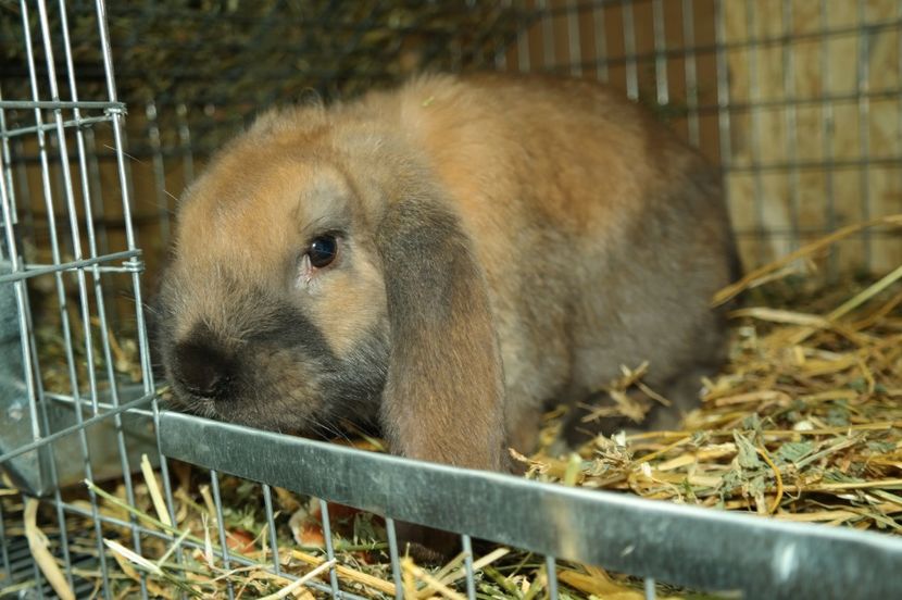 SAM_8669 - iepurii mei 23-02-2017