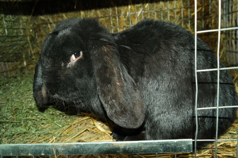 SAM_8685 - iepurii mei 23-02-2017